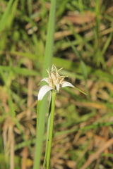 Rhynchospora nervosa