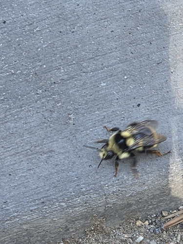 iNaturalist observation photo of Two-form Bumble Bee Complex