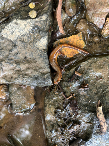 Long-tailed Salamander