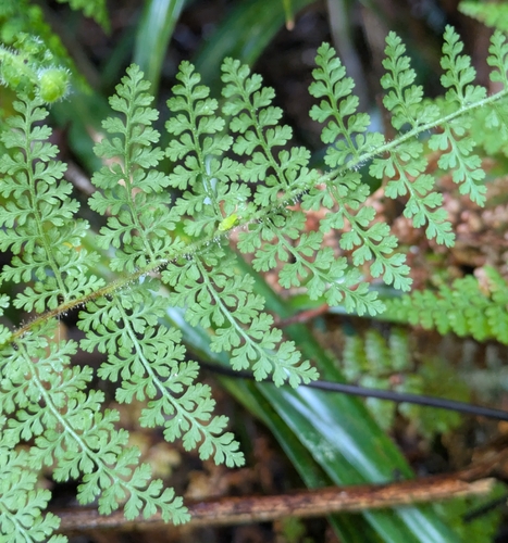 Paesia rugosula observed 2026-08-30