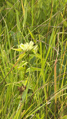 Gentiana alba, photograph (c) Jude Kesl, some rights reserved (CC BY)