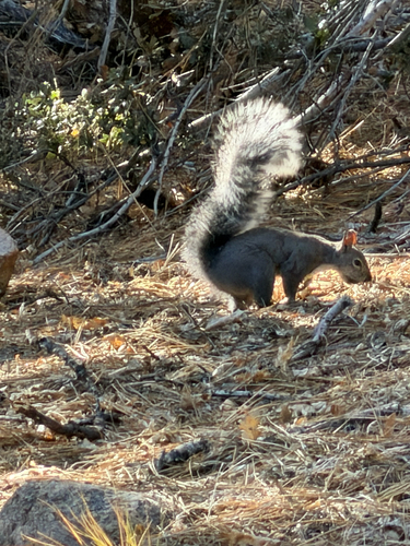 Western Gray Squirrel observed by markhl