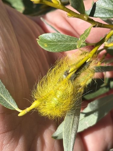 iNaturalist observation photo of Dagger Moths