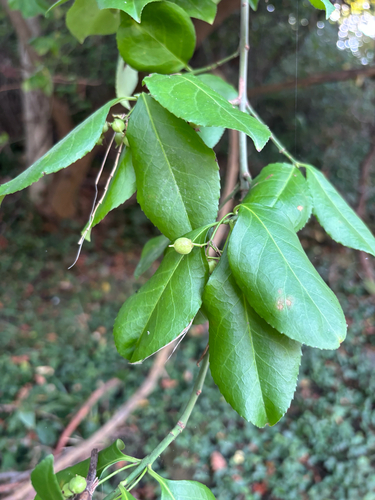 fortune's spindle