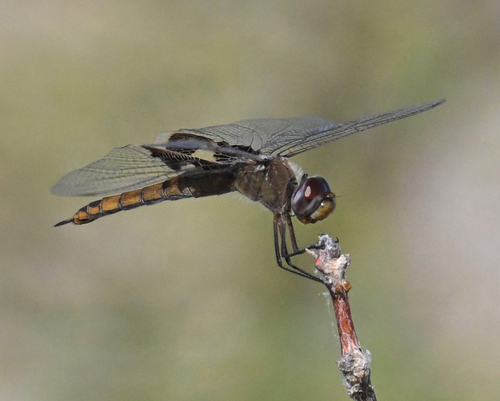 Red Saddlebags