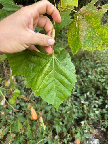 American sycamore