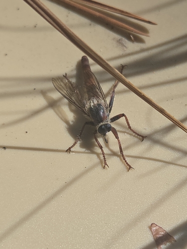 iNaturalist observation photo of Stenopogonini