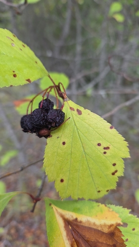 Black Hawthorn