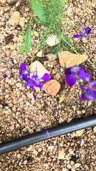 Delphinium consolida