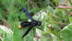Synagris