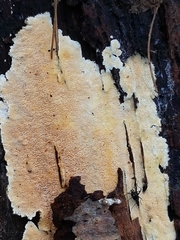 Steccherinum nitidum