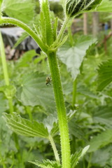 Ceutorhynchini