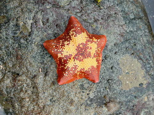 Bat Star