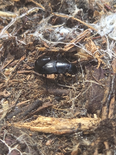 iNaturalist observation photo of Megaquedius