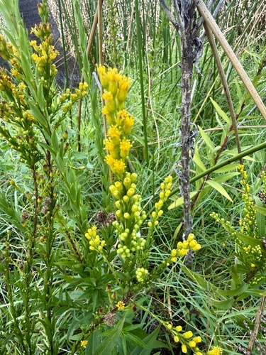 Solidago mexicana, photograph 1