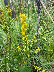 Solidago mexicana