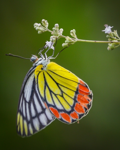 Common Jezebel