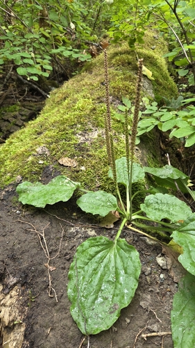greater plantain