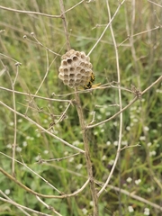 Polistes mongolicus
