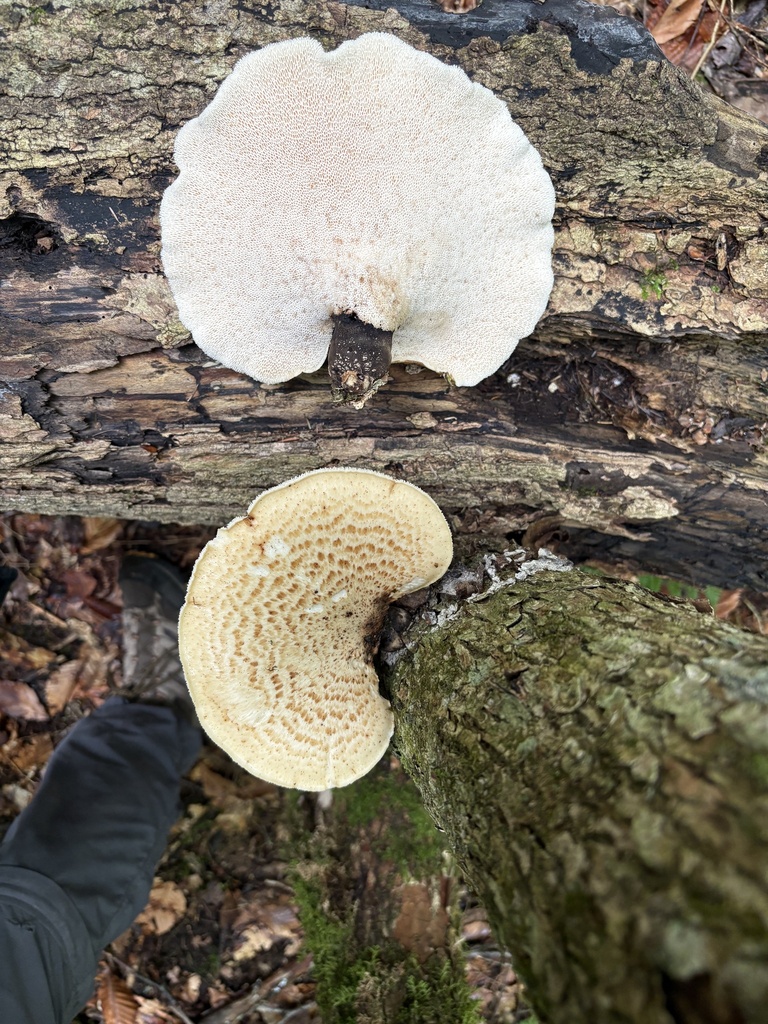 Dryad's Saddle · August 2026 · photo: Photo: (c) ewasiukb, some rights reserved (CC BY) · iNaturalist