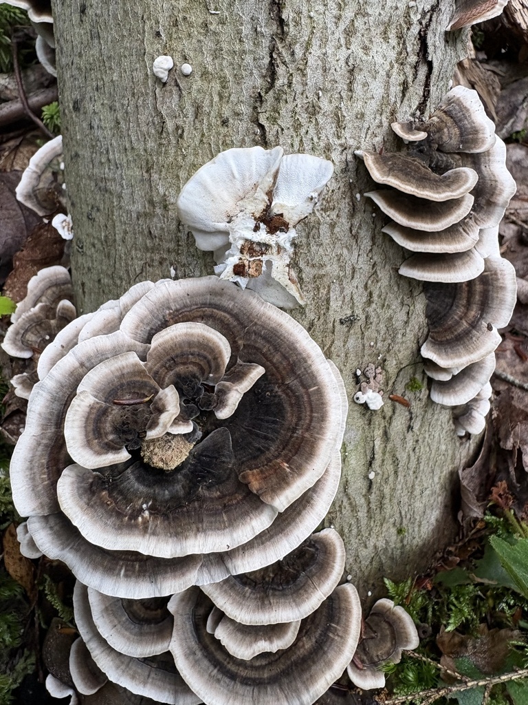 turkey-tail · August 2026 · photo: Photo: (c) ewasiukb, some rights reserved (CC BY) · iNaturalist