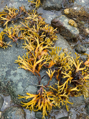 Rockweed
