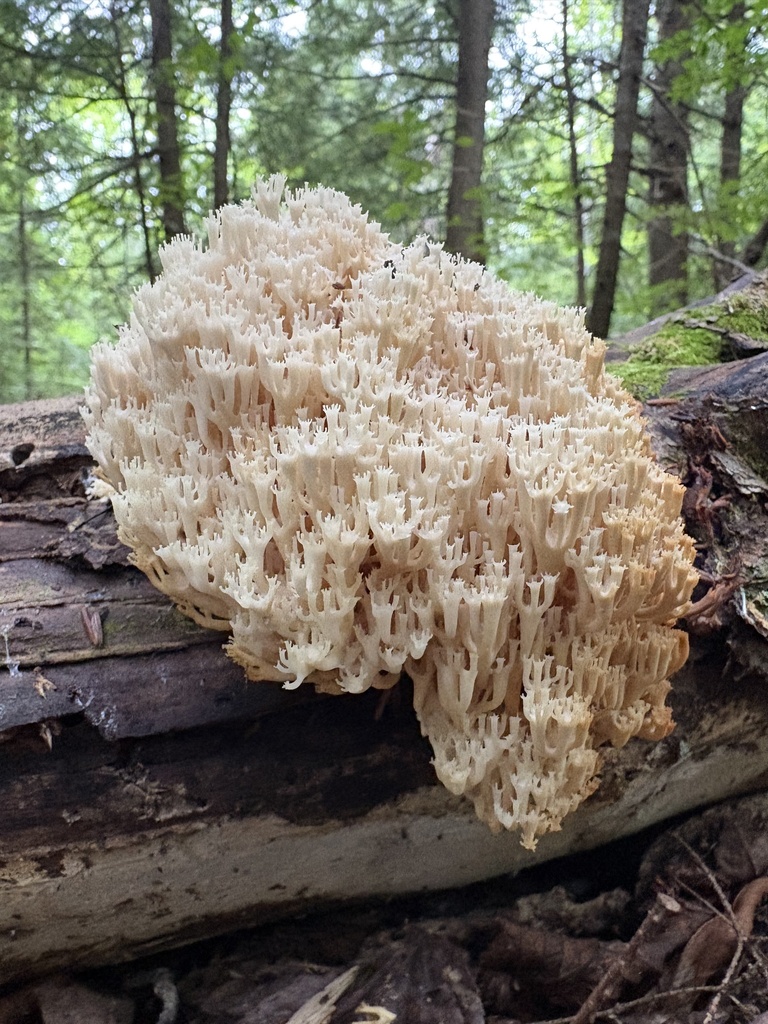 crown-tipped coral fungus · August 2026 · photo: Photo: (c) ewasiukb, some rights reserved (CC BY) · iNaturalist