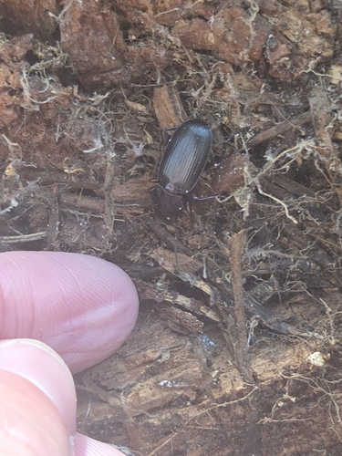 iNaturalist observation photo of Ground Beetles