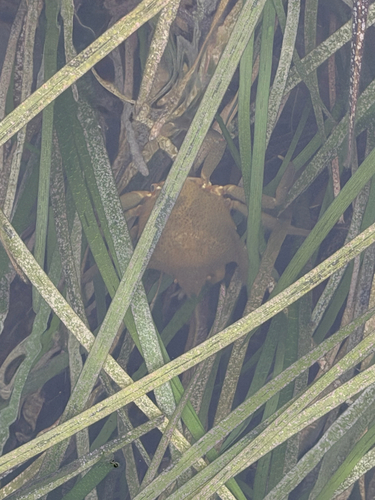Northern Kelp Crab