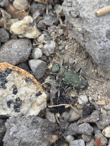 iNaturalist observation photo of Green Long-lipped Tiger Beetle