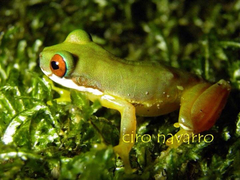 Duellmanohyla salvavida