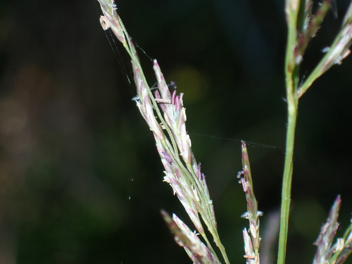 Eragrostis atropioides observed 2026-08-30