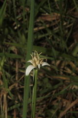 Rhynchospora nervosa