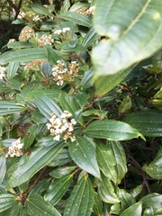 Viburnum davidii