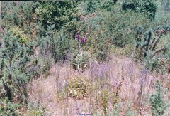 Lavandula pedunculata