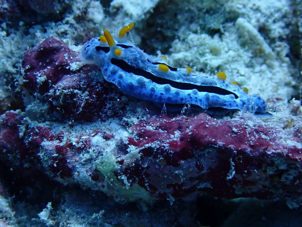 Heavenly Wart Slug