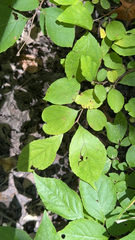 Styrax americanus, photograph (c) Samuel Buckner, some rights reserved (CC BY)