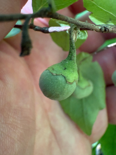 Styrax americanus, photograph 1