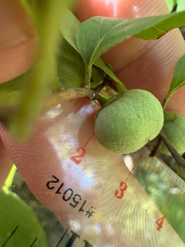 Styrax americanus, photograph 2