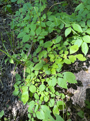 Styrax americanus, photograph 4