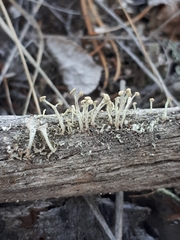 Cladonia botrytes