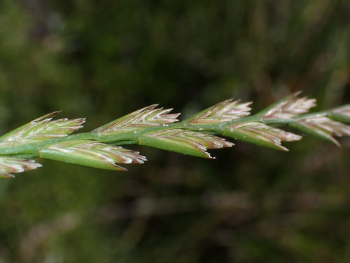 Lolium perenne observed 2026-08-30