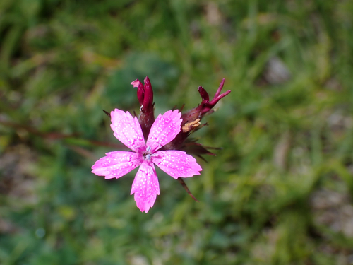 Dianthus armeria observed 2026-08-30