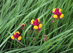Linaria pinifolia