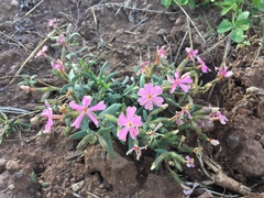 Phlox amabilis