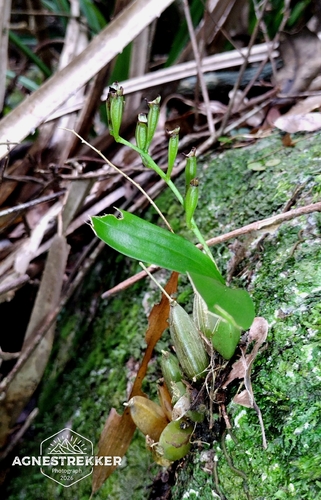 Eria scabrilinguis, photograph 6