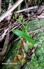 Eria scabrilinguis, photograph author not stated, no rights reserved