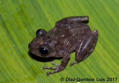 Craugastor yucatanensis