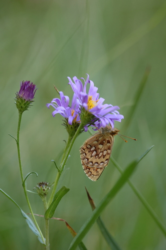 iNaturalist observation photo of Greater Fritillaries
