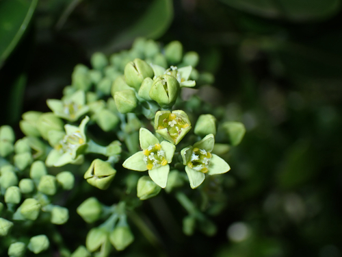 Santalum paniculatum observed 2026-08-30